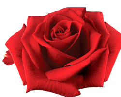 Untitled design (22)